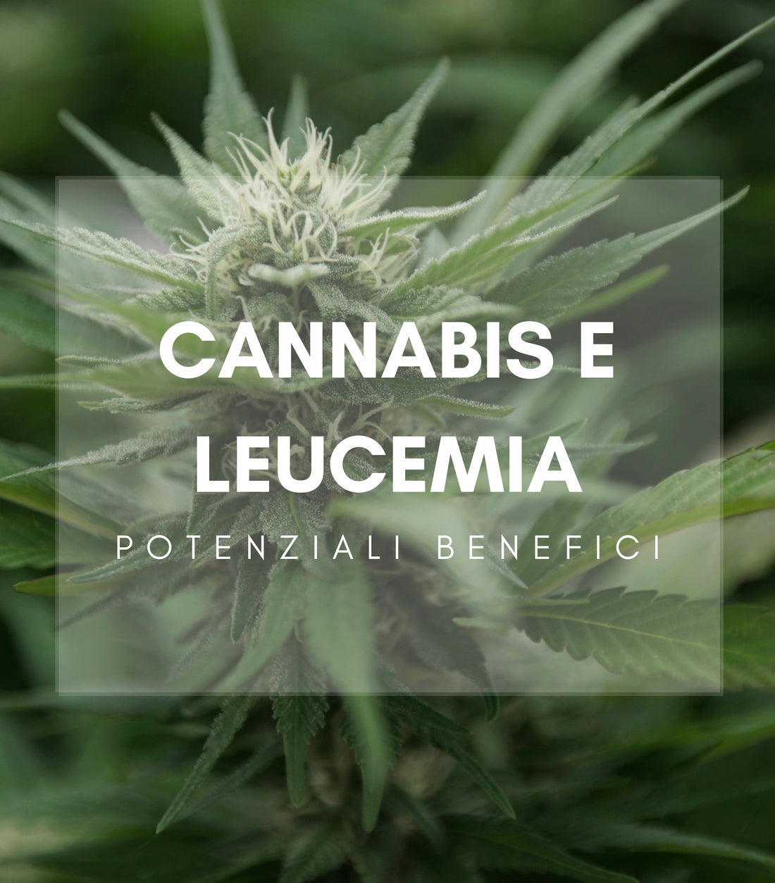 Potenziali benefici della Cannabis nel trattamento della Leucemia