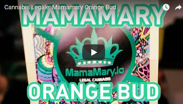 Tutti pazzi per MamaMary Cannabis Light recensione di Sacha Il Bove