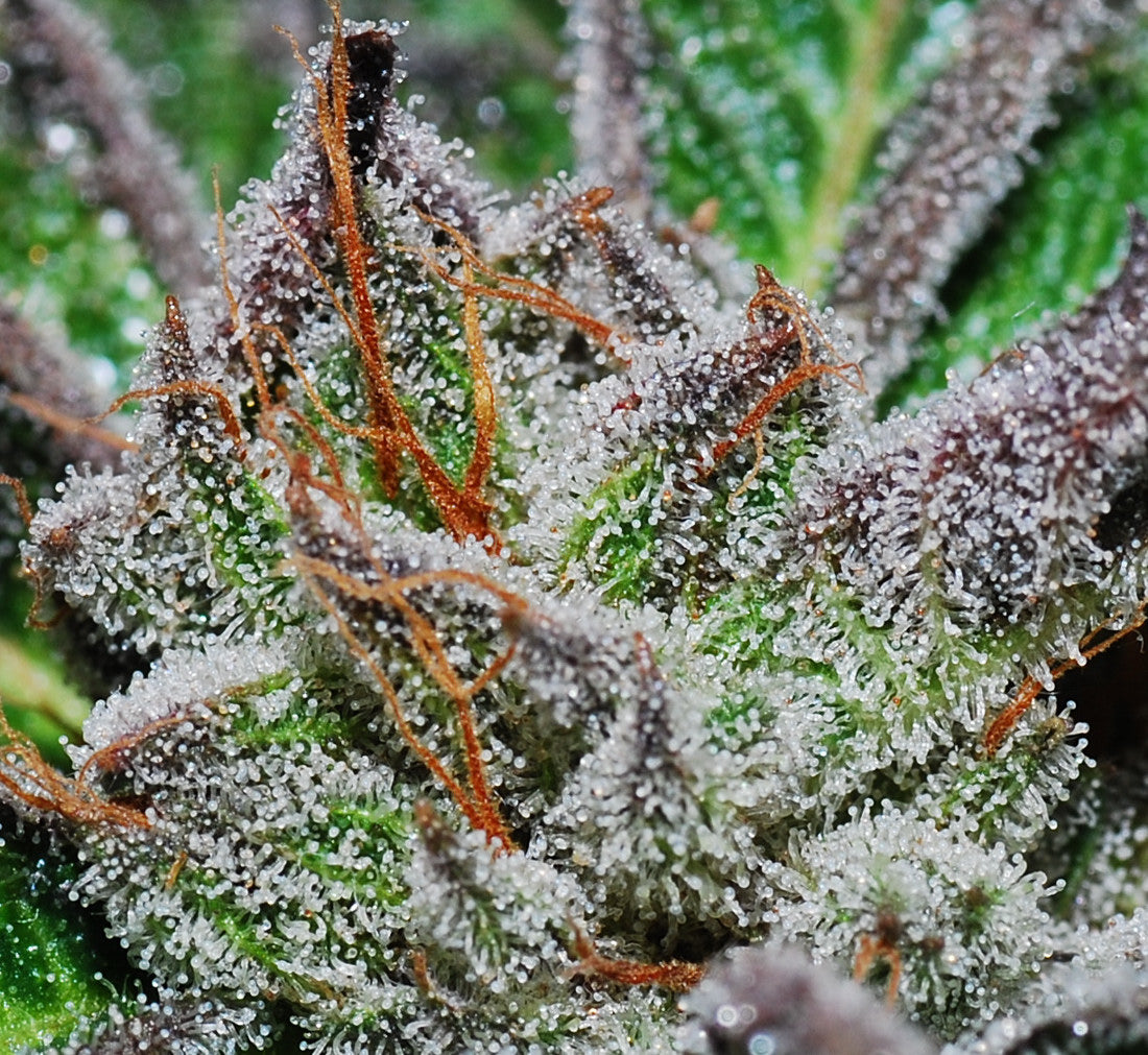 Terpeni Cannabis: Cosa Sono e Quali Effetti Hanno sulla Canapa?
