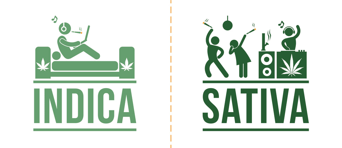Differenza tra Cannabis Indica e Sativa