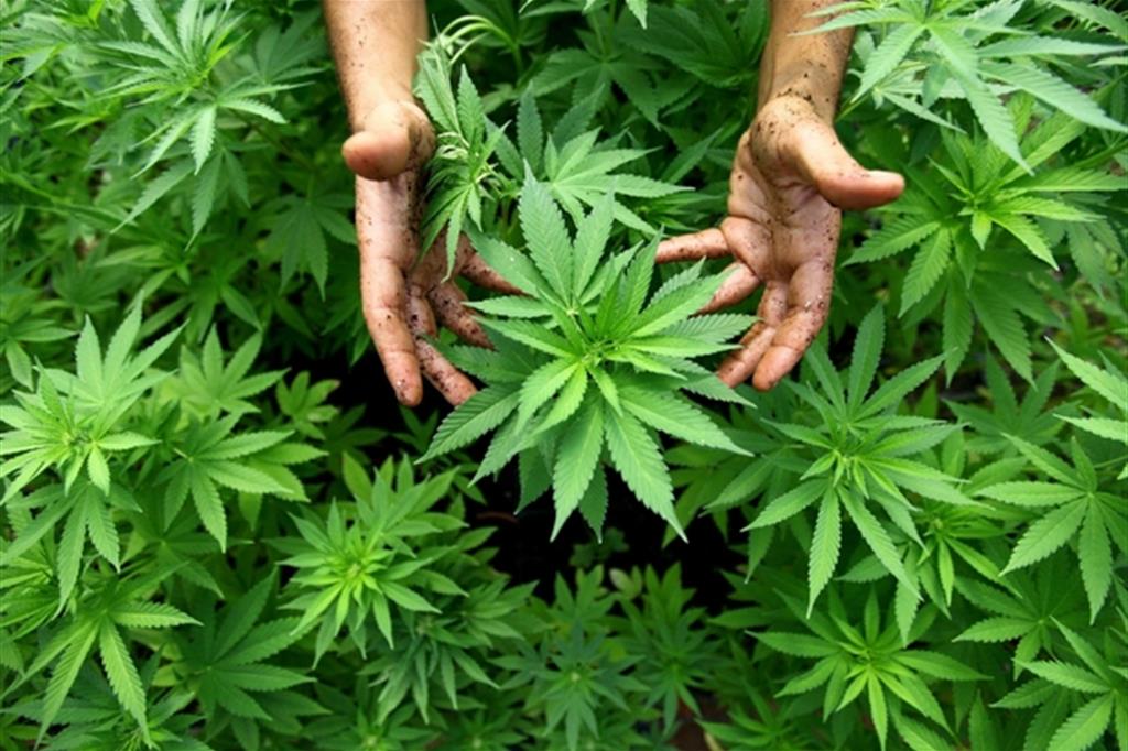 La Cassazione ribalta tutto: la Cannabis light si può coltivare, vendere e fumare!