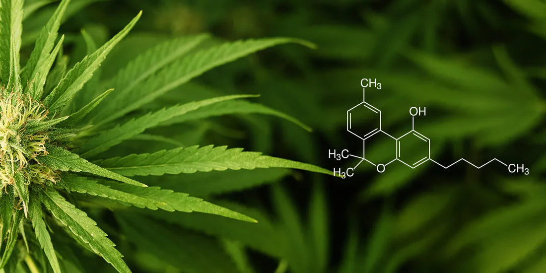 CBN Cannabinolo: Scopri il suo utilizzo nei Cosmetici Bio