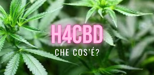 Cos’è l’H4CBD? Dopo CBD e HHC ecco H4CBD, il nuovo componente della Cannabis