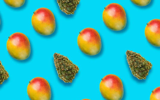 Sinergia Mango e Cannabis: effetti potenziati?