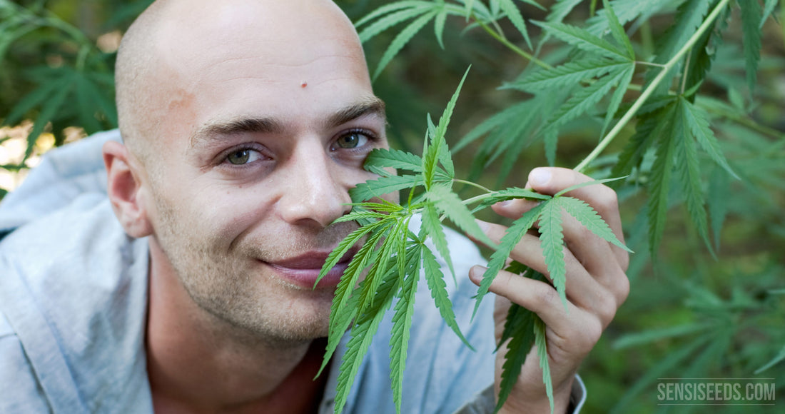 Gli studi confermano: il CBD della marijuana, insieme alla chemioterapia, triplica le speranze di vita