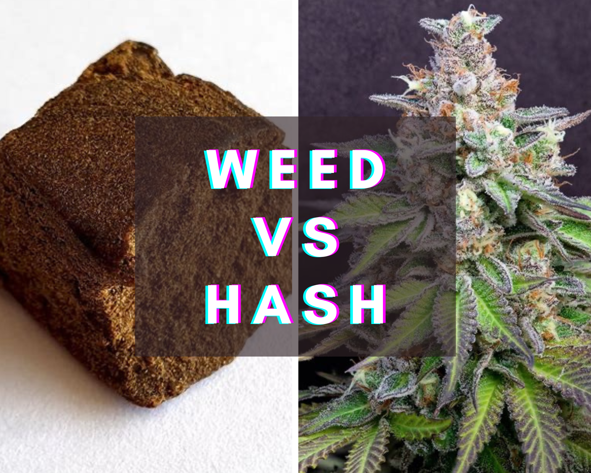 Understanding the differences between hashish and cannabis flower az ...