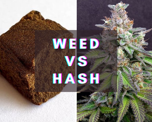Comprendere le differenze tra hashish e fiori di cannabis