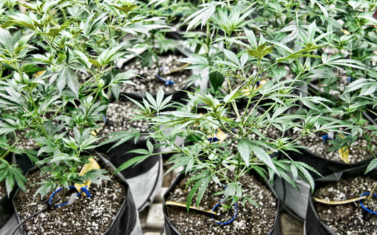 Come coltivare Cannabis Outdoor: una guida per iniziare