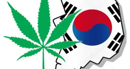 News dalla legalizzazione: la Corea del Sud apre alla marijuana medica e altri stati americani avanzano