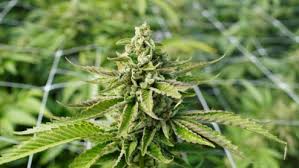 I farmaci derivati dalla marijuana per l'epilessia ricevono la raccomandazione del comitato FDA