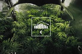 Come costruire il tuo giardino di Cannabis a seconda del tuo budget: 100€, 500€ o 1000€