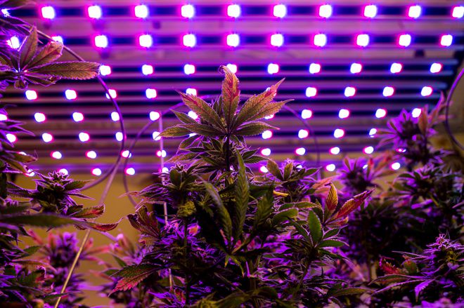I migliori nutrienti per la tua Cannabis