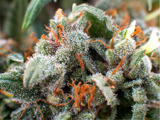 Cali Weed: Le 5 migliori genetiche di Cannabis Californiane