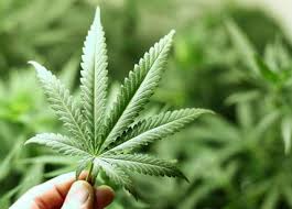 La Cannabis Light legale cos’è, perché è legale e cosa c’entra il CBD in tutto questo?
