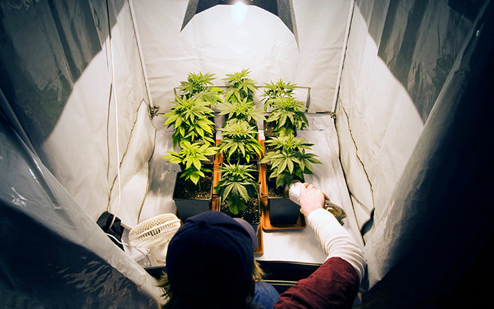 Come coltivare Cannabis Indoor: una guida per iniziare
