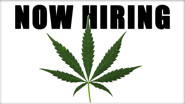 Legalizzare la marijuana in tutto il mondo creerebbe un milione di posti di lavoro, lo dicono gli studi