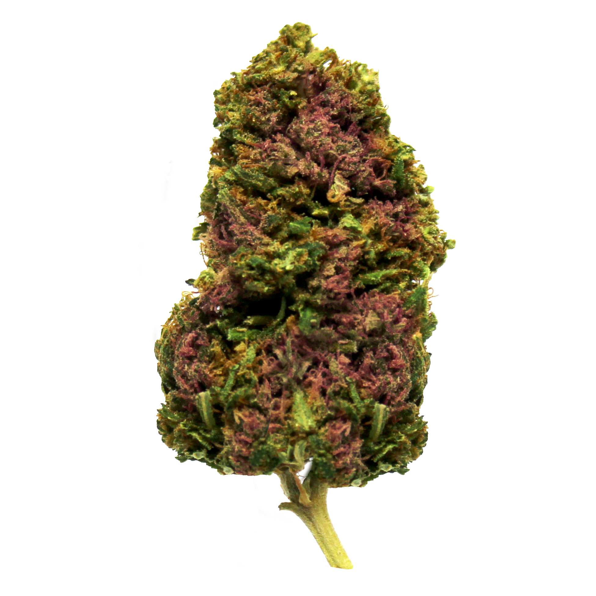 Gelato - Cup Winner -  Premium Cannabis Flowers