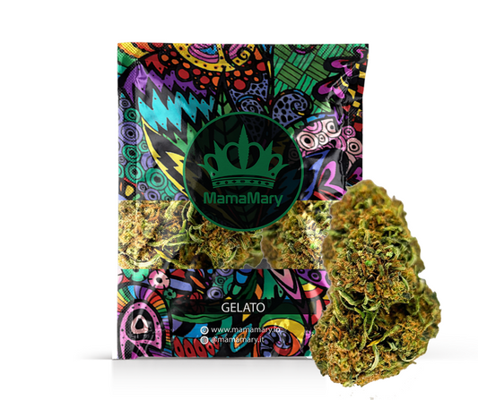 Gelato: Premium Erba Flower – Sweet Creamy Aroma, Balanced Hybrid Bliss