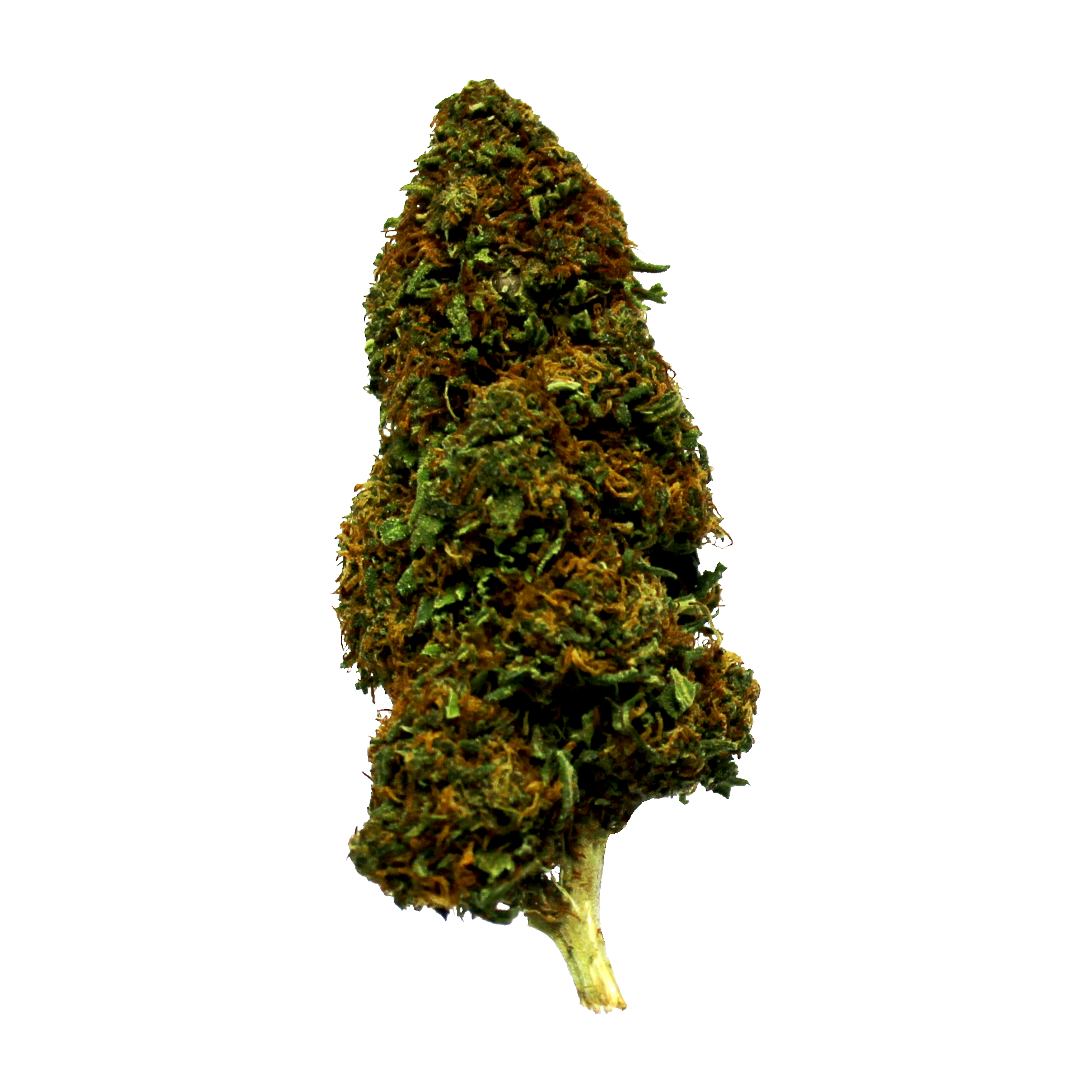 Strawberry OG - Marijuana Sativa