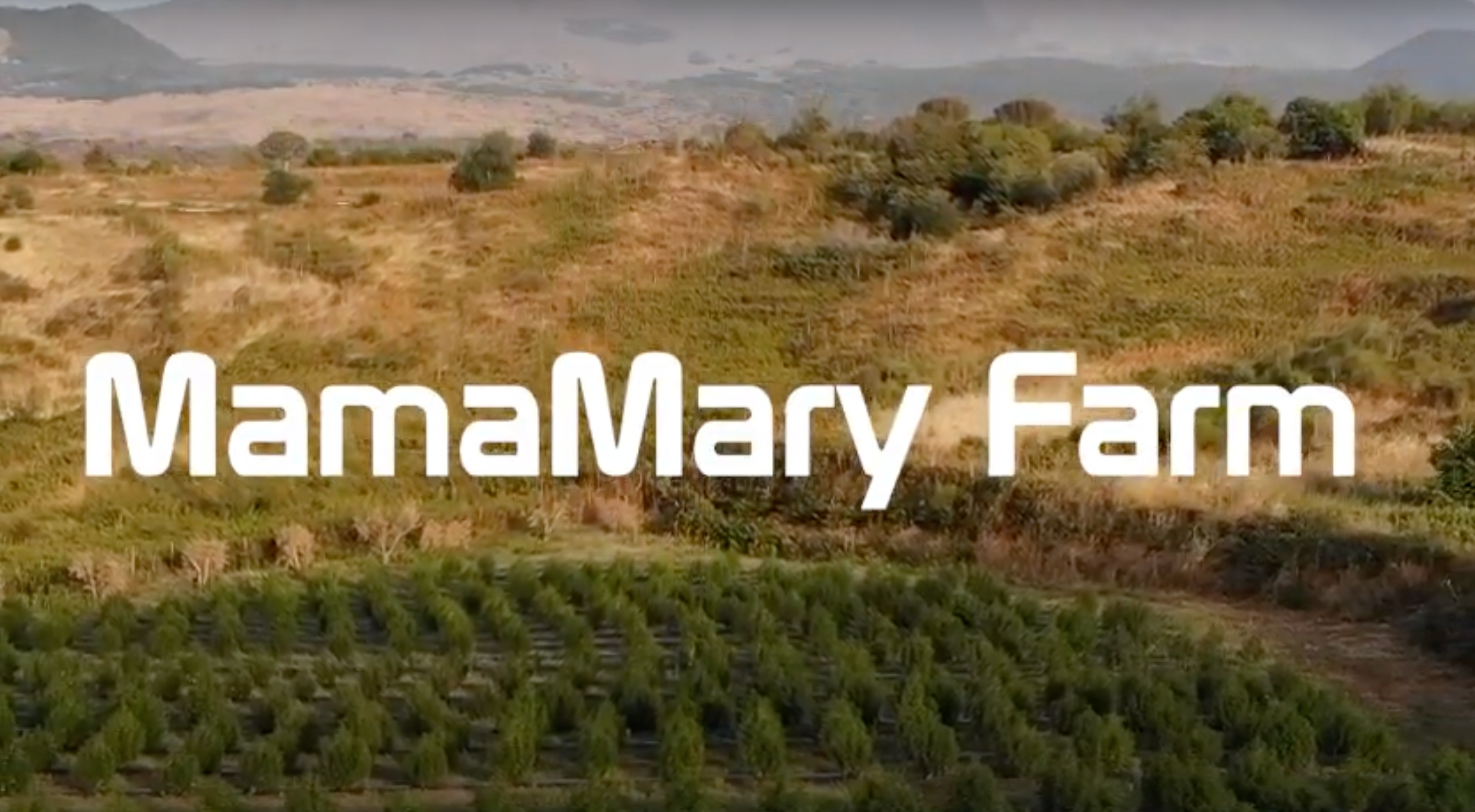 Carica il video: MamaMary Grow 2021, ETNA SicilyOggi nella stessa terra dove un tempo si produceva la Canapa Etna Sativa, oggi, dopo più di mezzo secolo, MamaMary coltiva la migliore Cannabis Legale d&#39;Europa.