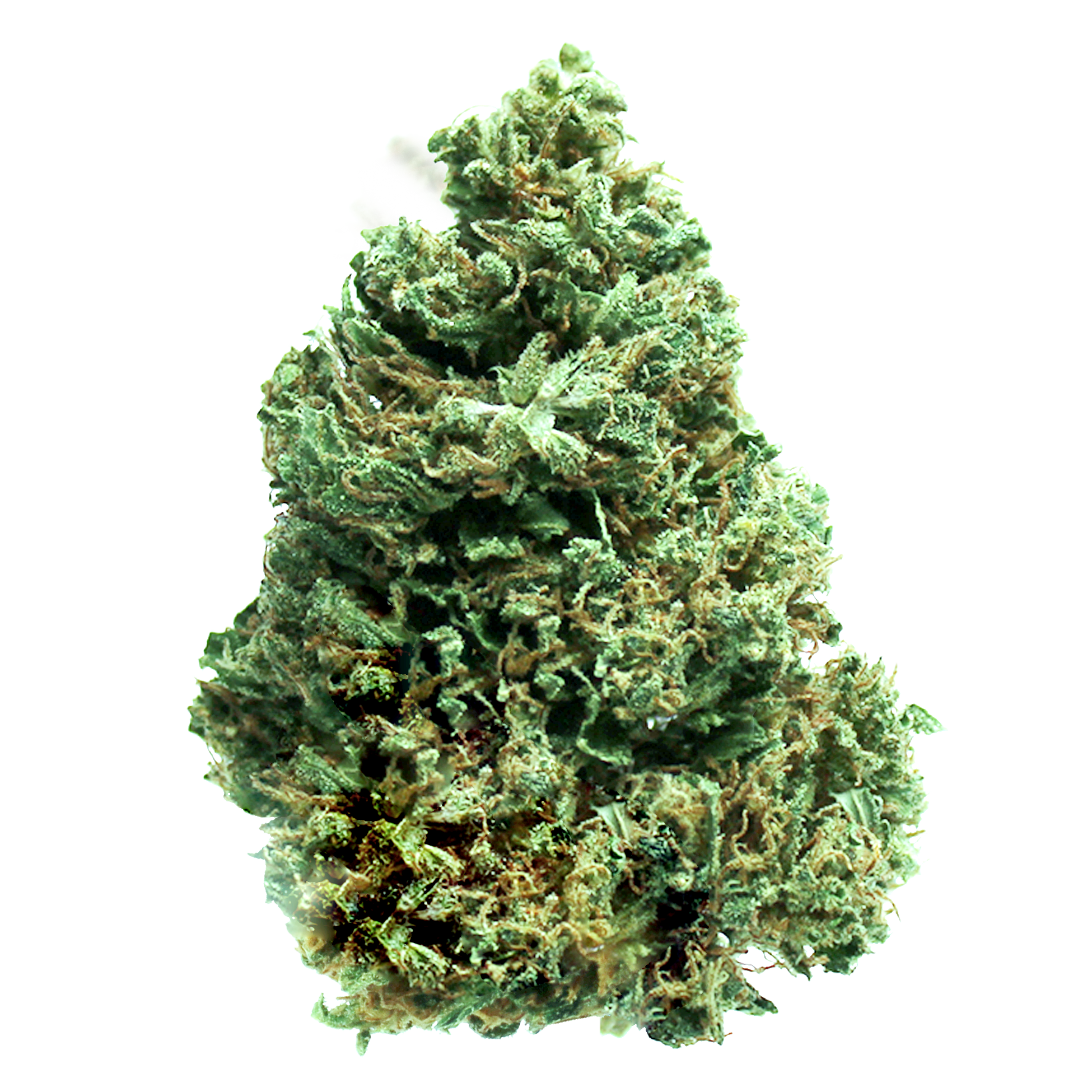 White Widow Original Strain Made in Amsterdam