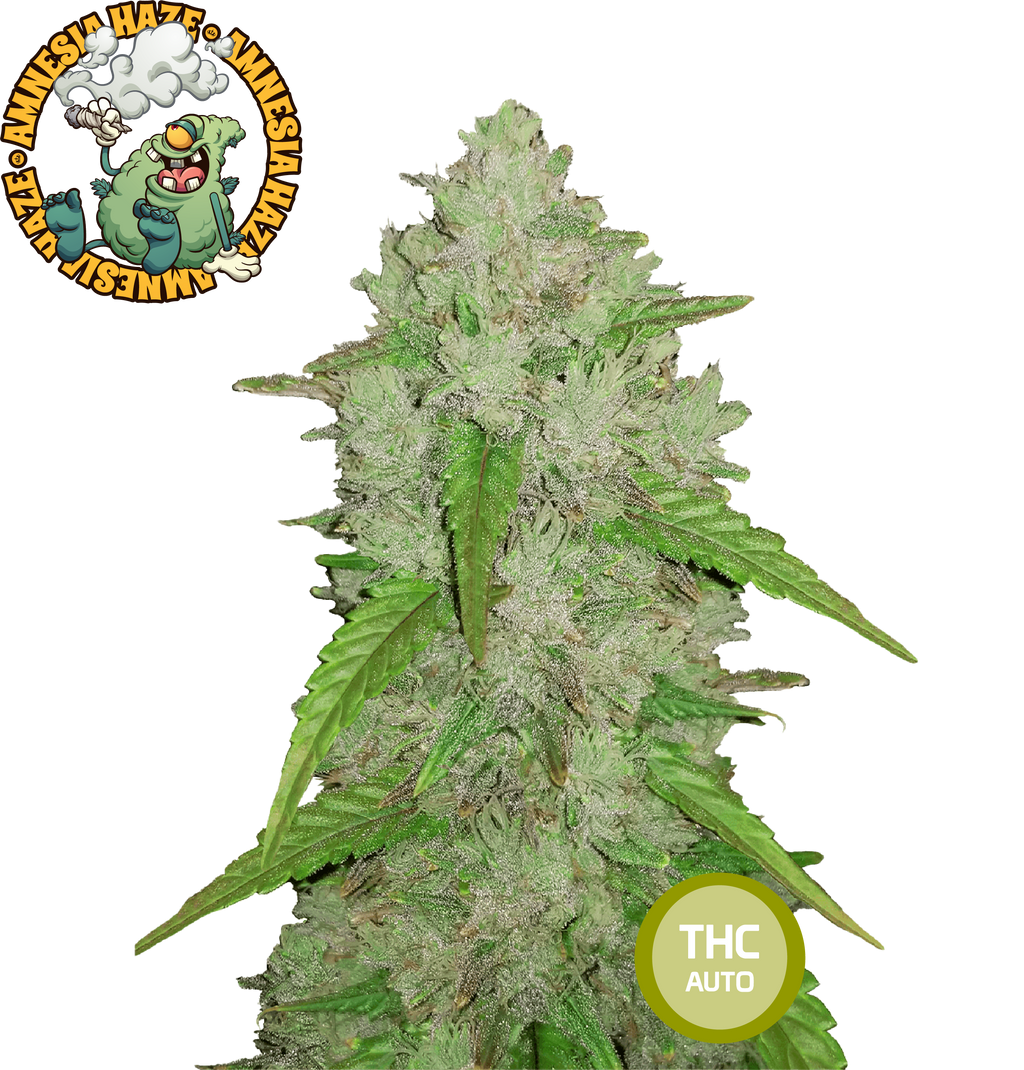 Amnesia Haze Feminisierte Cannabissamen THC Auto Samen | THC 15-20% - MamaMary
