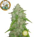 Amnesia Haze Feminisierte Cannabissamen THC Auto Samen | THC 15-20% - MamaMary