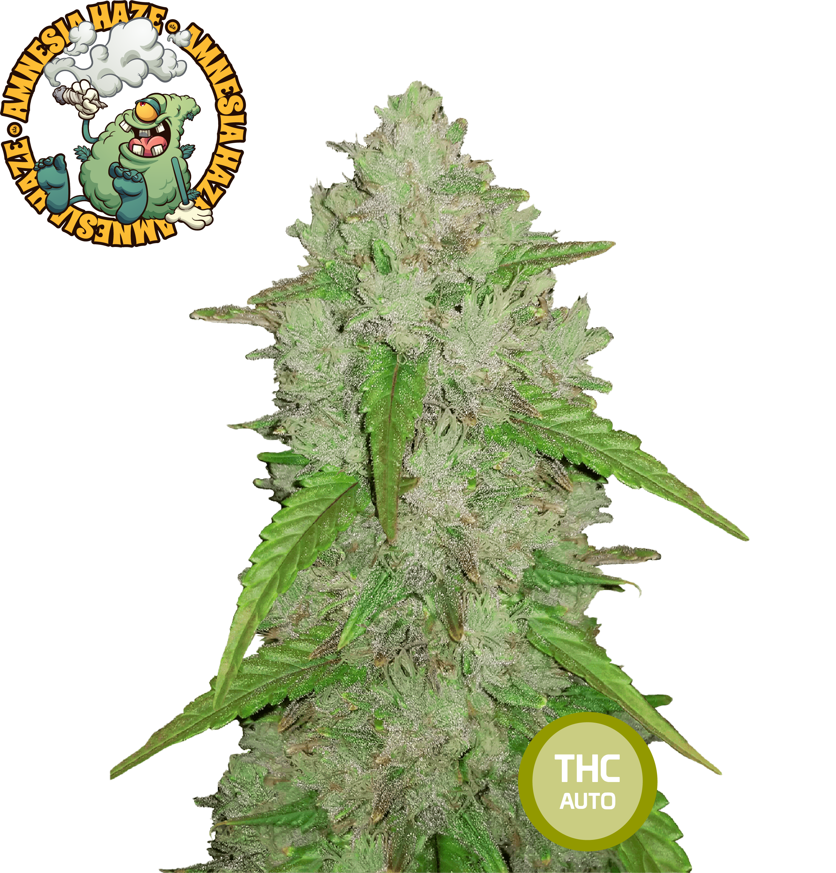Amnesia Haze Feminisierte Cannabissamen THC Auto Samen | THC 15-20% - MamaMary