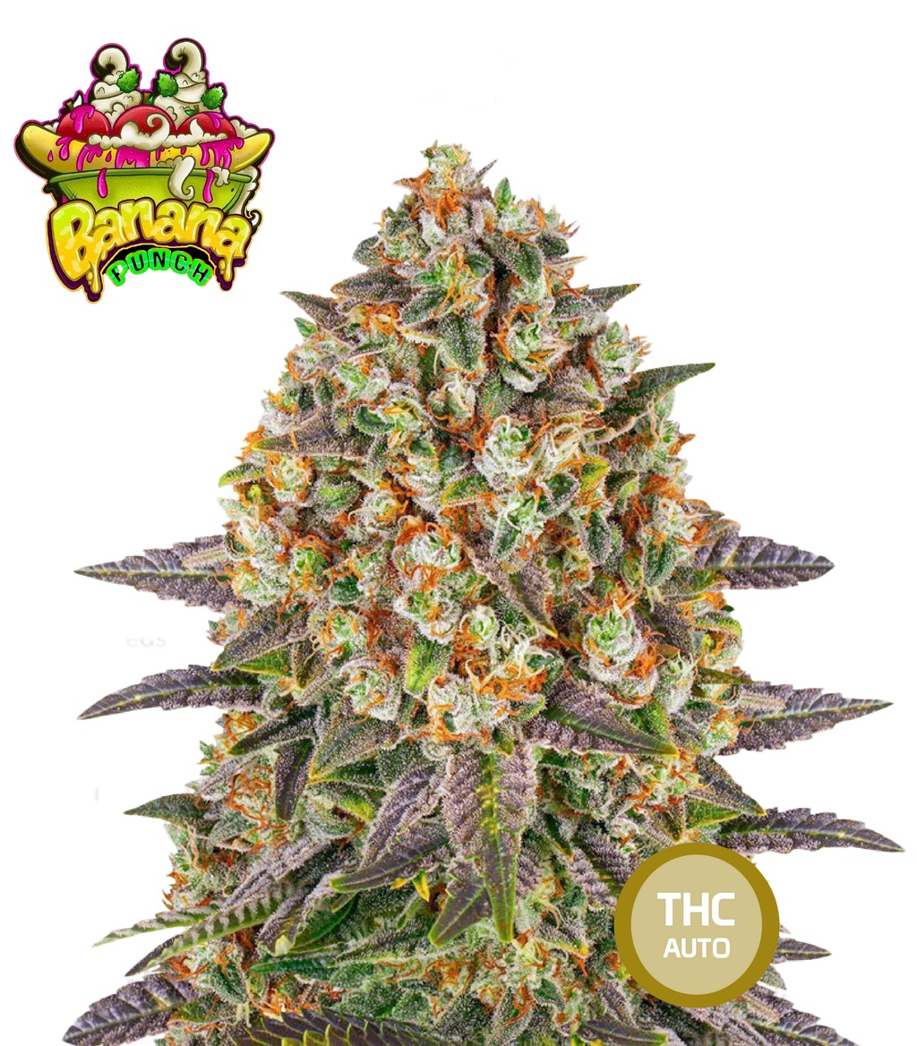 Banana Punch Feminisierte Cannabissamen THC Auto Samen | THC 20-25% - MamaMary