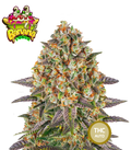 Banana Punch Feminisierte Cannabissamen THC Auto Samen | THC 20-25% - MamaMary