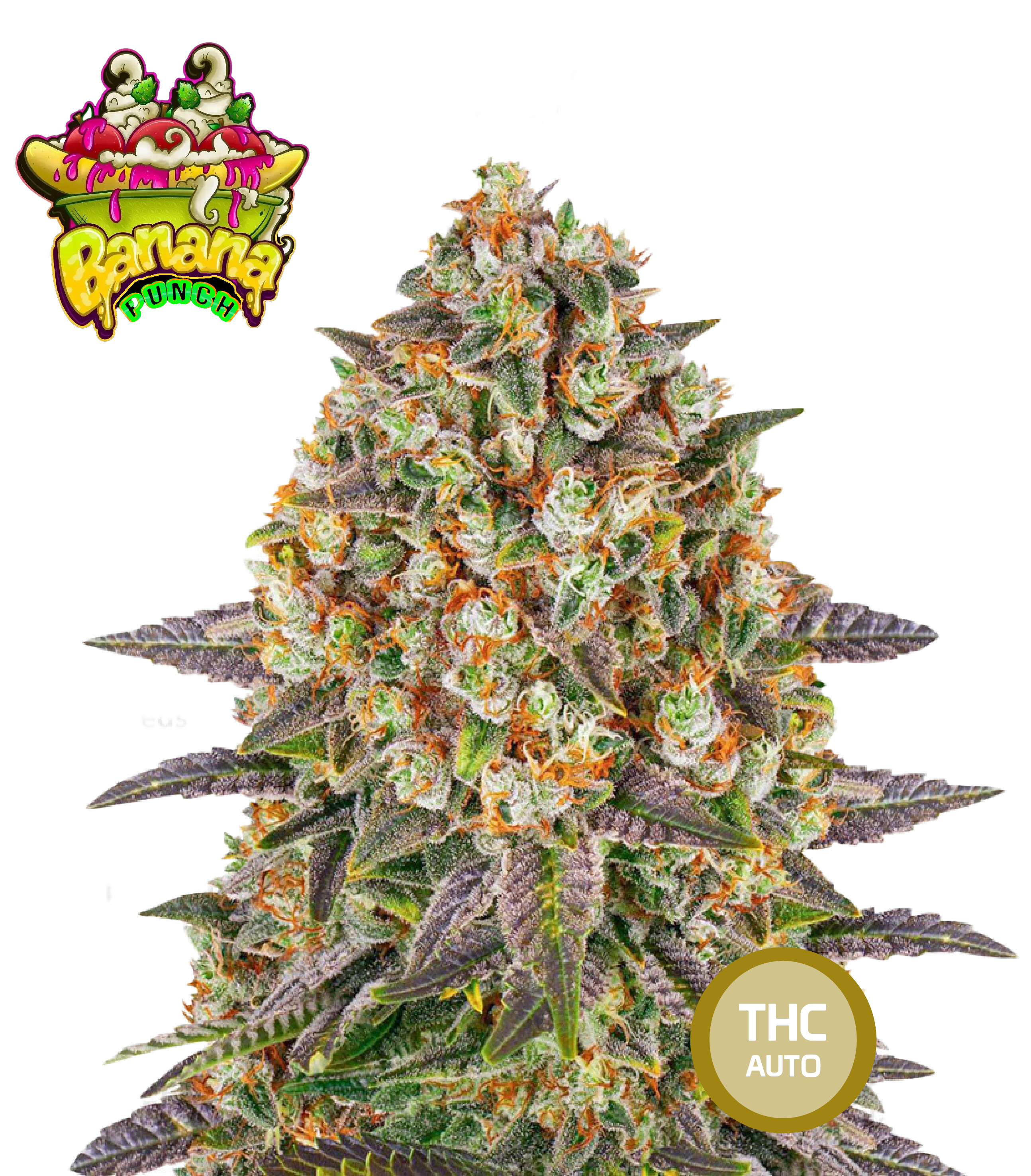 Banana Punch Feminisierte Cannabissamen THC Auto Samen | THC 20-25% - MamaMary