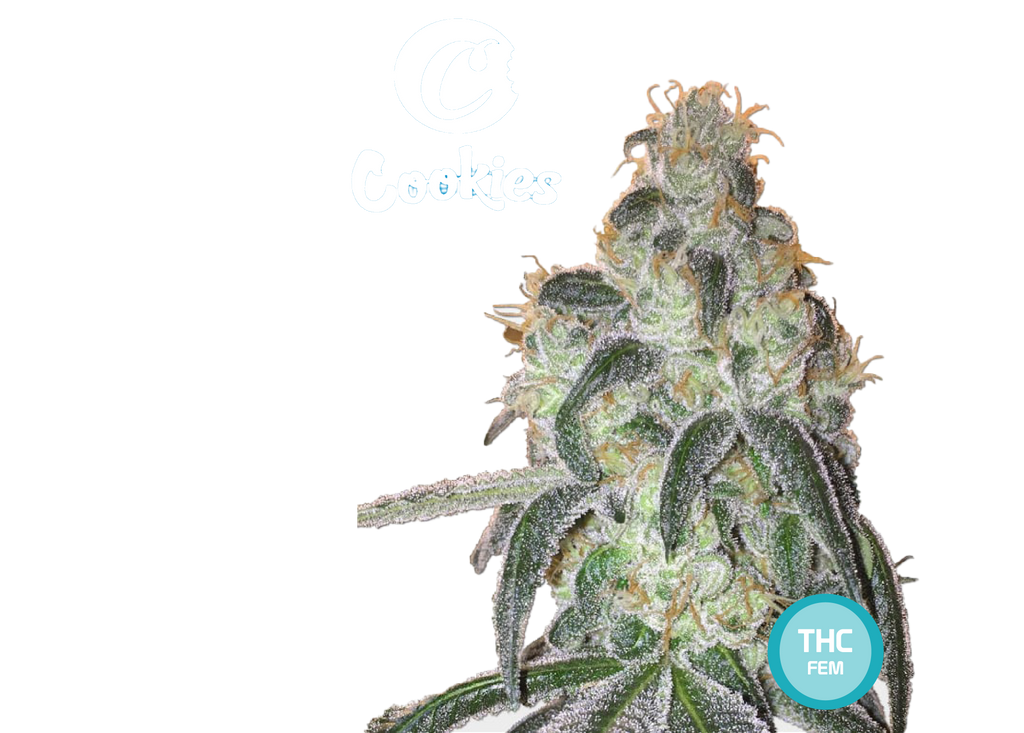 Cookies Semi di Cannabis Femminizzati - THC Cannabis Seeds - Acquista i semi di Cannabis | THC 20-25% - MamaMary