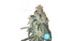 Cookies Semi di Cannabis Femminizzati - THC Cannabis Seeds - Acquista i semi di Cannabis | THC 20-25% - MamaMary