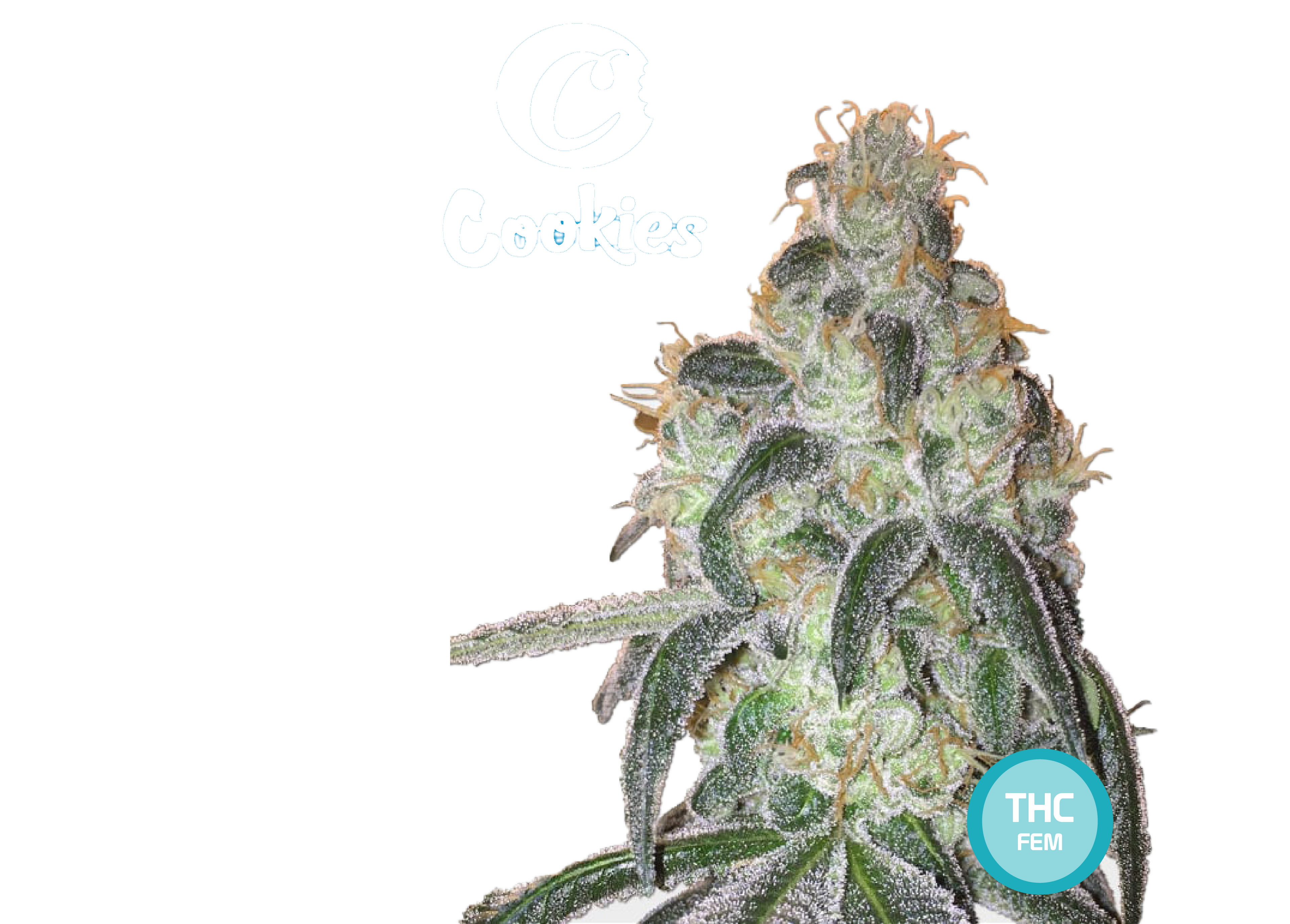 Cookies Semi di Cannabis Femminizzati - THC Cannabis Seeds - Acquista i semi di Cannabis | THC 20-25% - MamaMary