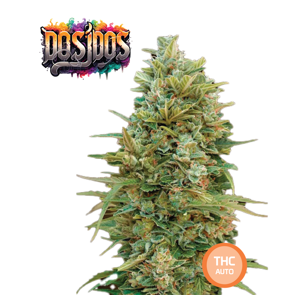 Do-Si-Dos Semi Di Cannabis - THC Auto Seeds Do Si Dos - THC 18-22% - MamaMary
