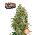 Do-Si-Dos Semi Di Cannabis - THC Auto Seeds Do Si Dos - THC 18-22% - MamaMary