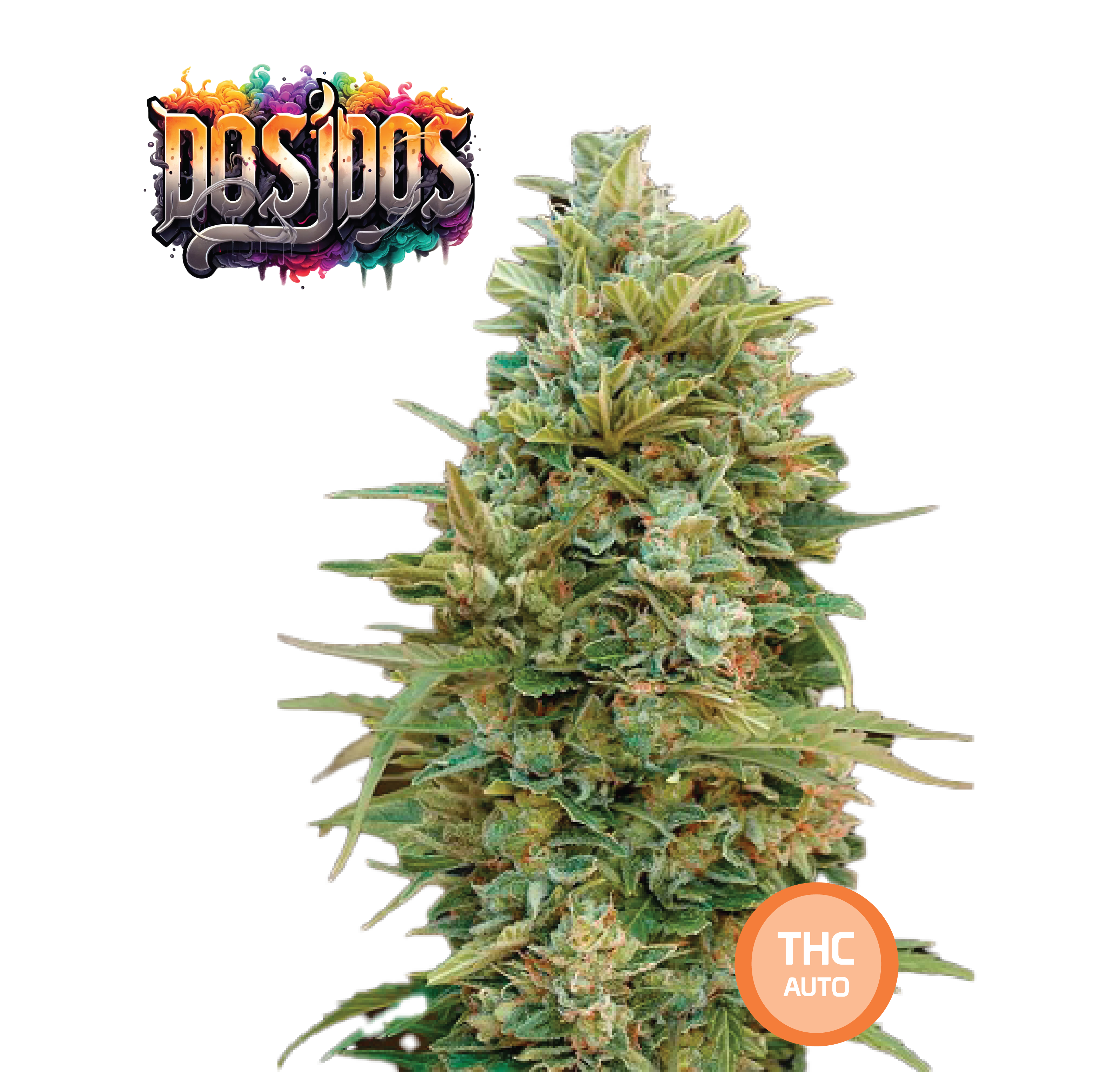 Do-Si-Dos Semi Di Cannabis - THC Auto Seeds Do Si Dos - THC 18-22% - MamaMary