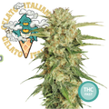 Green Gelato Semi di Cannabis Femminizzati THC Fast Seeds | THC 18-24%  - MamaMary