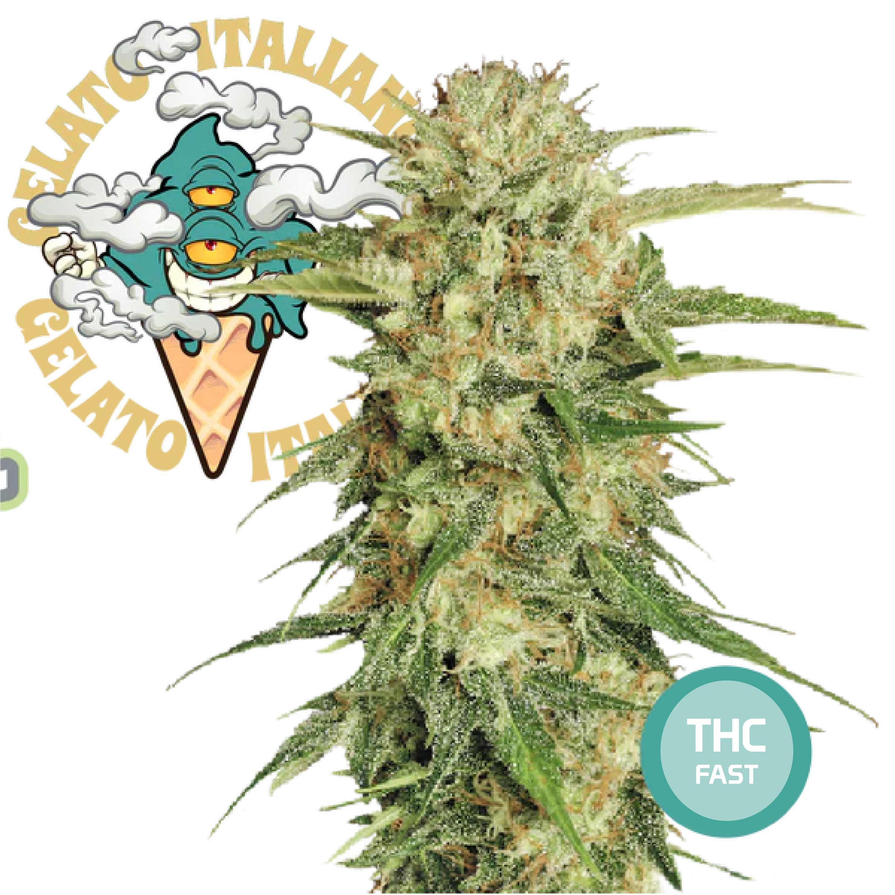 Green Gelato Semi di Cannabis Femminizzati THC Fast Seeds | THC 18-24%  - MamaMary