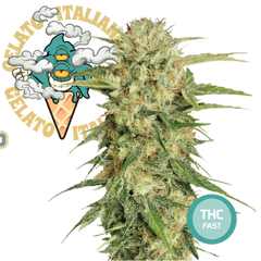 Semillas de Cannabis Feminizadas Green Ice Cream THC Fast Seeds | THC 18-24% - MamaMary