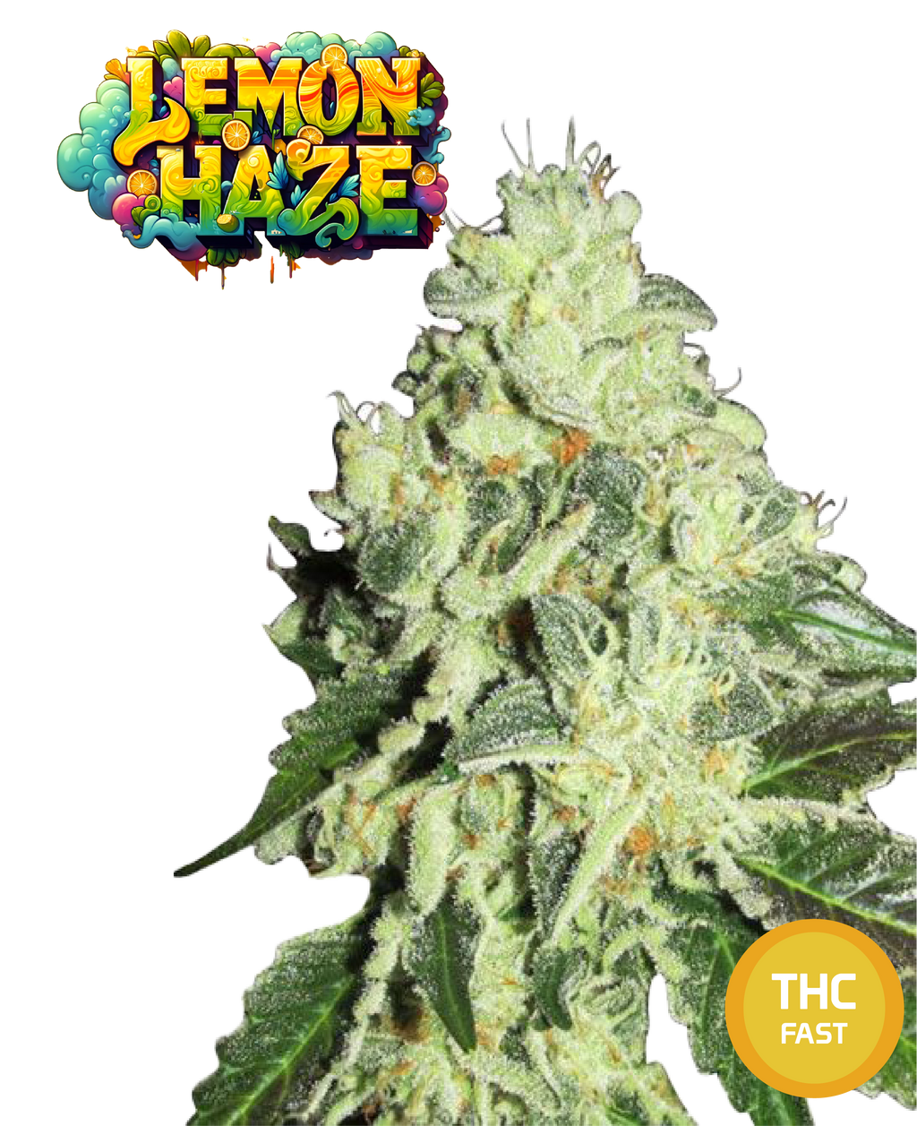 Lemon Haze Semi Di Cannabis Femminizzati THC Fast Seeds | THC 18-22% - MamaMary