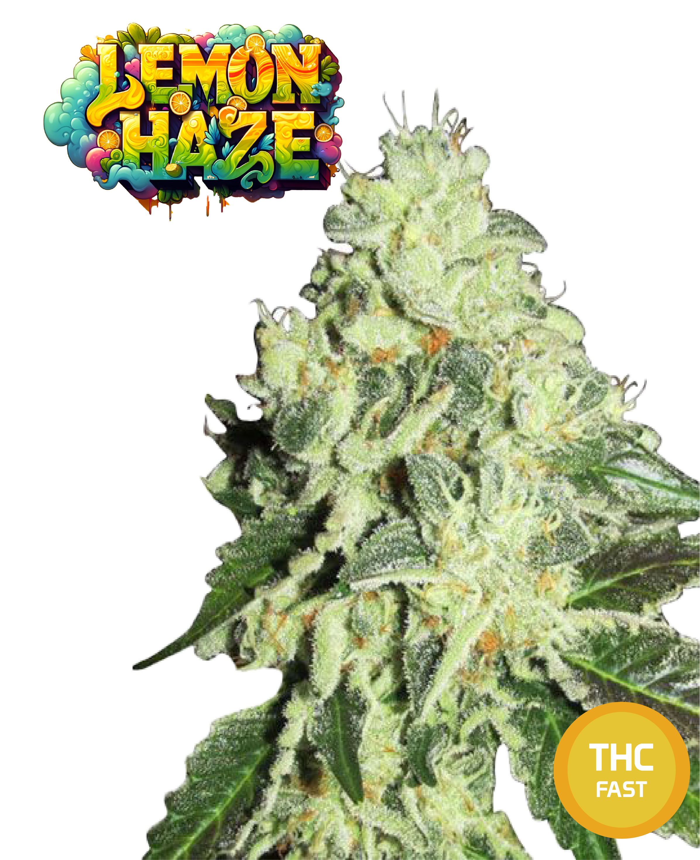 Lemon Haze Semi Di Cannabis Femminizzati THC Fast Seeds | THC 18-22% - MamaMary