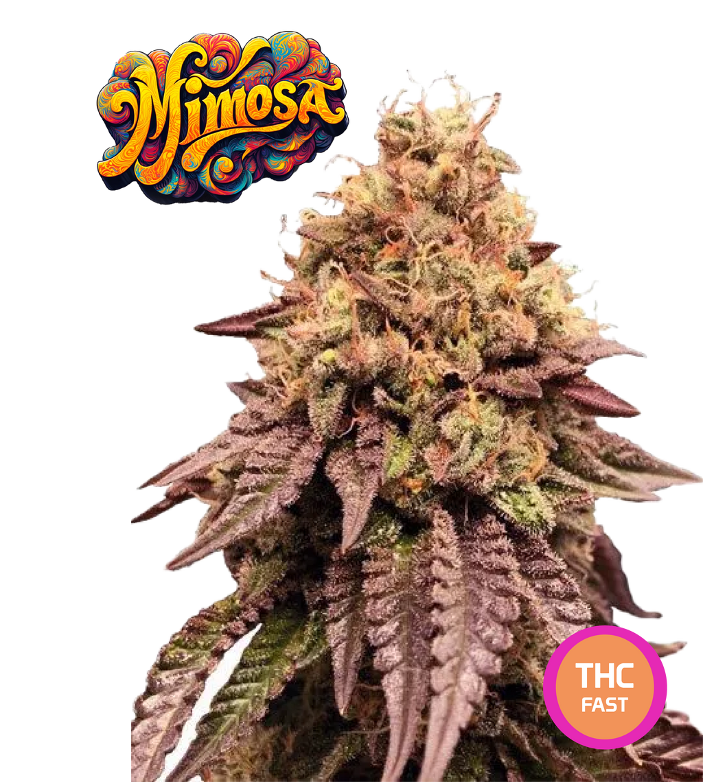 Mimosa EVO Semi di Cannabis Femminizzati THC Fast Seeds | THC 20-25% Semi Cannabis Femminizzati Ready to Grow - MamaMary