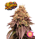 Mimosa EVO Semi di Cannabis Femminizzati THC Fast Seeds | THC 20-25% Semi Cannabis Femminizzati Ready to Grow - MamaMary