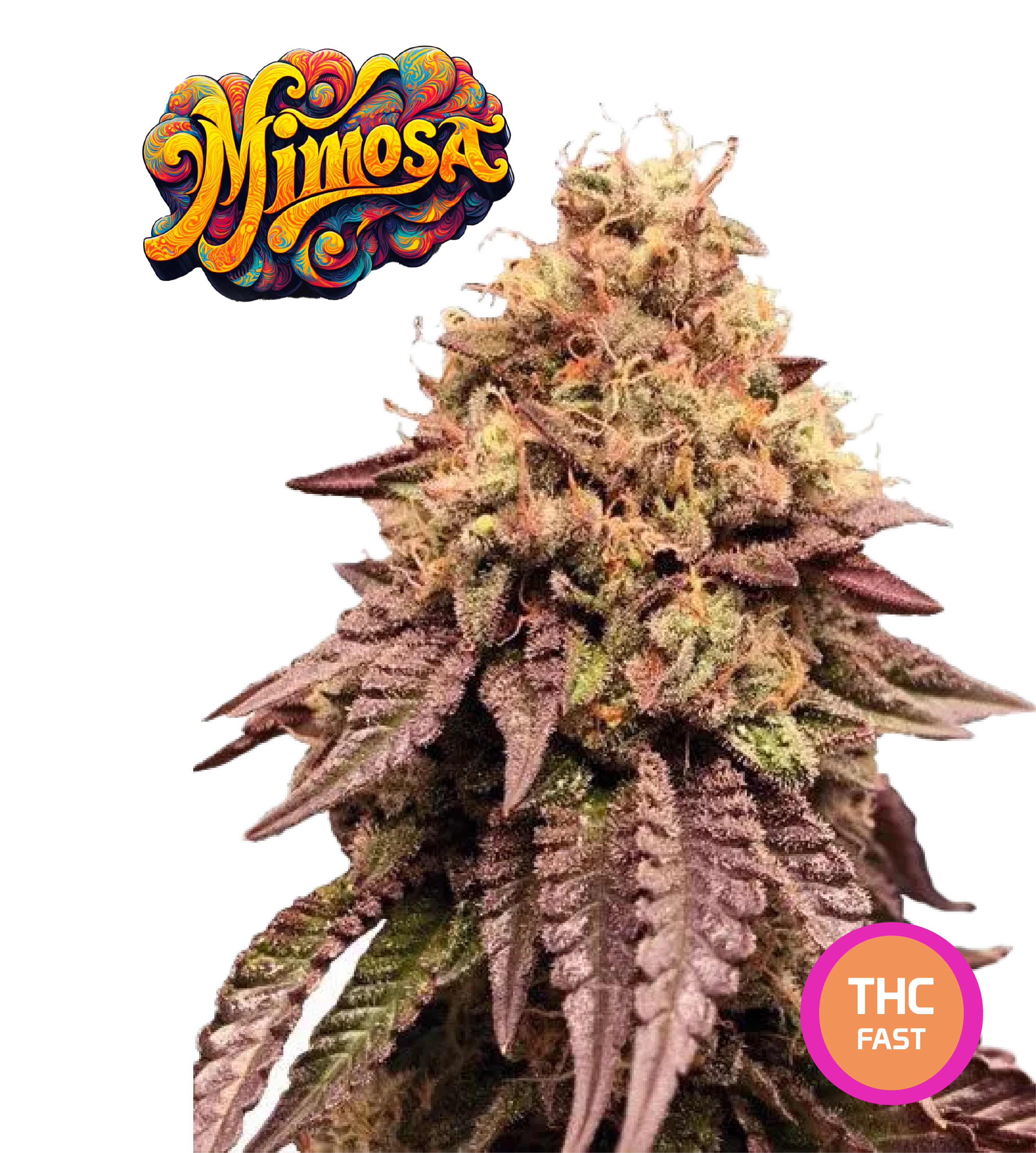 Mimosa EVO Semi di Cannabis Femminizzati THC Fast Seeds | THC 20-25% Semi Cannabis Femminizzati Ready to Grow - MamaMary