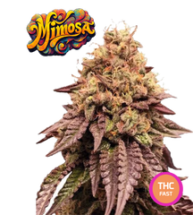 Mimosa EVO Semi di Cannabis Femminizzati THC Fast Seeds | THC 20-25% Semi Cannabis Femminizzati Ready to Grow - MamaMary