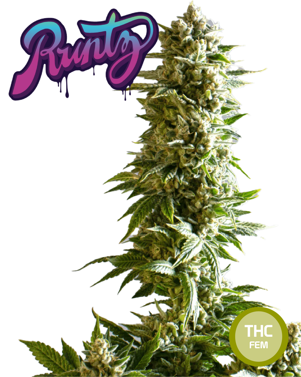 Runtz Semi di Cannabis Femminizzati THC Seeds  | THC 20-25% - MamaMary