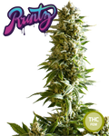 Runtz Semi di Cannabis Femminizzati THC Seeds  | THC 20-25% - MamaMary