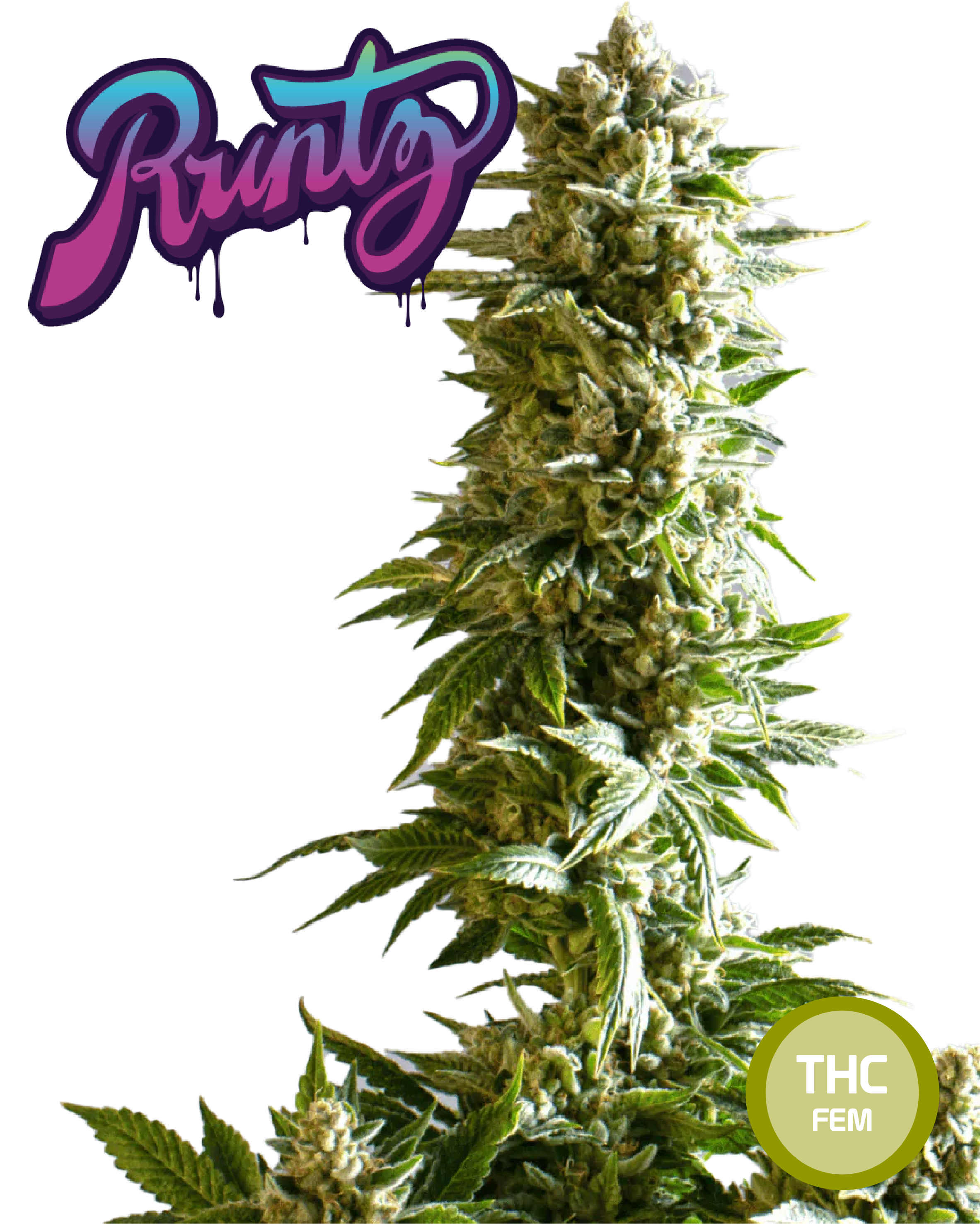 Runtz Semi di Cannabis Femminizzati THC Seeds  | THC 20-25% - MamaMary
