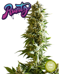 Runtz Semi di Cannabis Femminizzati THC Seeds  | THC 20-25% - MamaMary